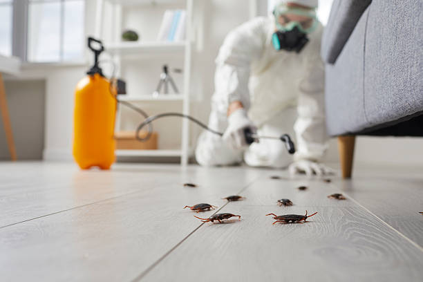 Commercial Rodent Management in Boles Acres